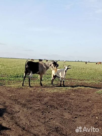 Козёл породистый