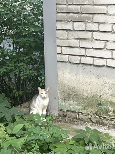 Кошечка ищет дом