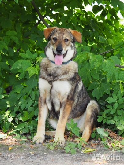 Щенок Марфуша