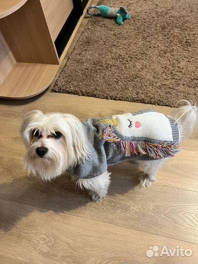 Мальтезе вязка