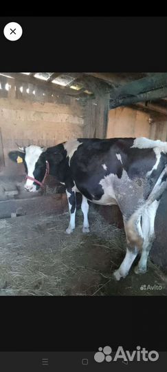 Корова телка