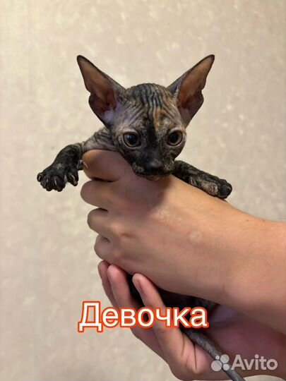 Донской сфинкс котята