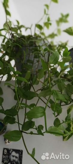 Традесканция разная