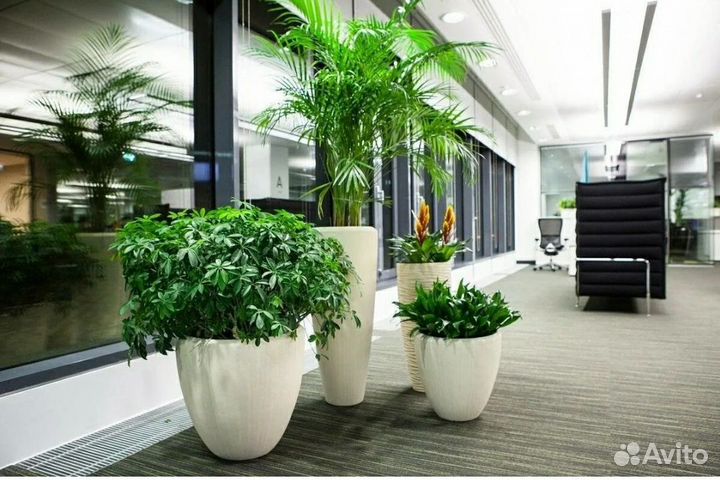 Озеленение коммерческих и жилых помещений