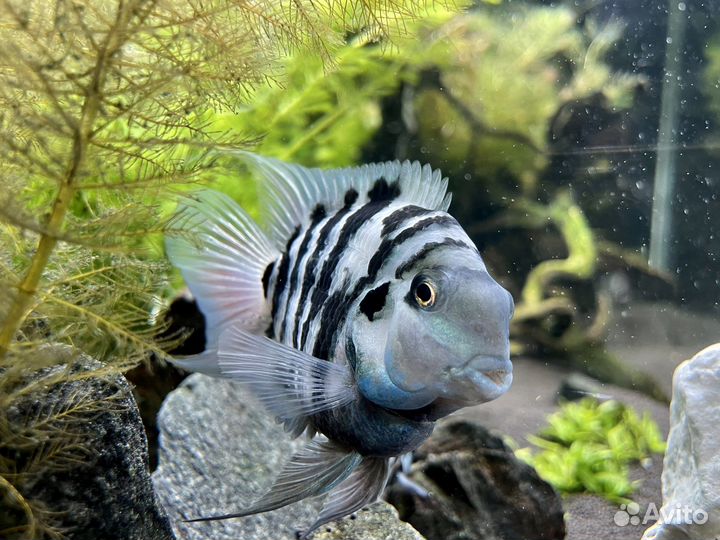 Сапфировый попугай, анциструс золотой