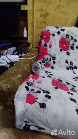 Кошки в добрые руки бесплатно