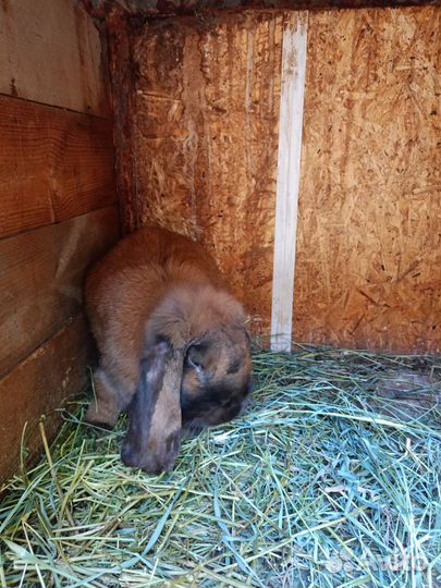 Продаются кролики