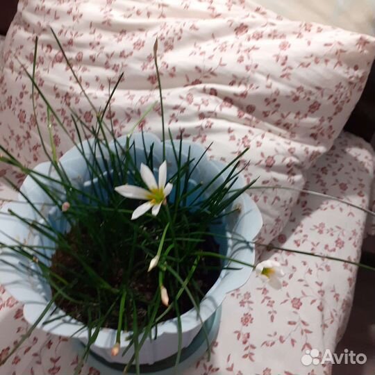 Кактус,колерия, зефирантес, пеперомия,сингониум