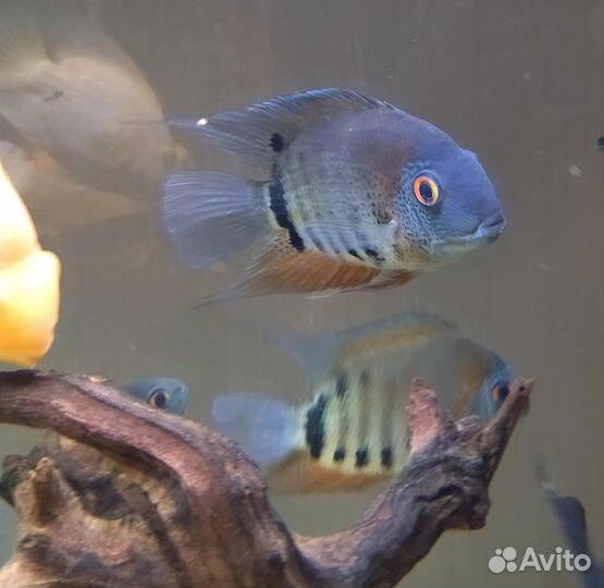 Аквариумные рыбы. Северум