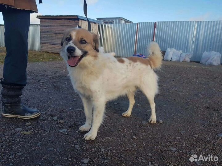 Собака в добрые руки