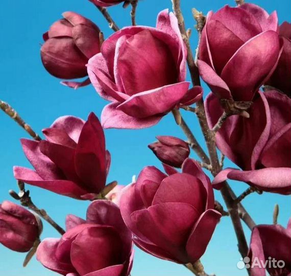 Саженцы Магнолия Суланжа