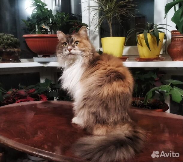 Сибирская кошка в дар