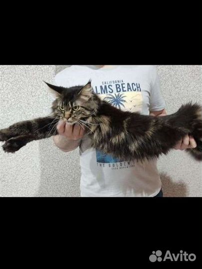 Котята мейн-кун