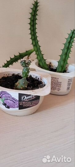 Суккуленты