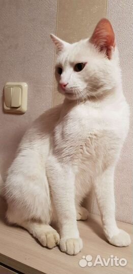 Белый котенок ангорский Сахарок мальчик 2года