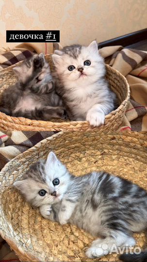 Котята персидской шиншиллы