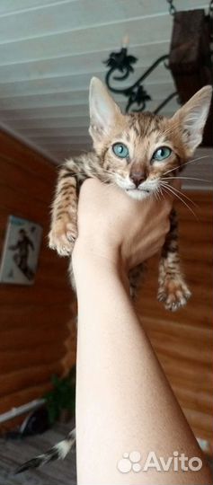 Бенгальские котята