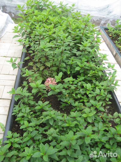 Гортензия метельчатая