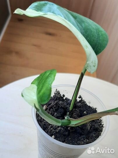 Сциндапсус хеппи лиф