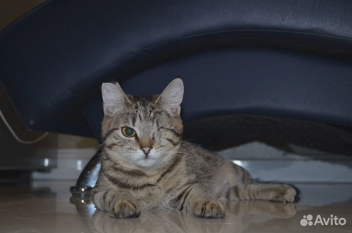 Кошка в добрые руки