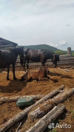 Жеребец полутяжеловоз