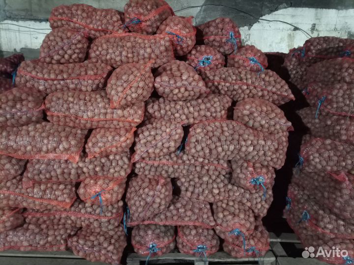 Семенной картофель Гала