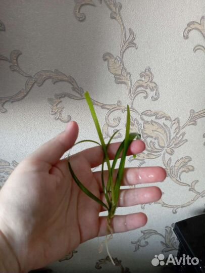 Растения для аквариума