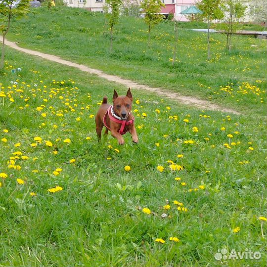 Цвергпинчер для вязки