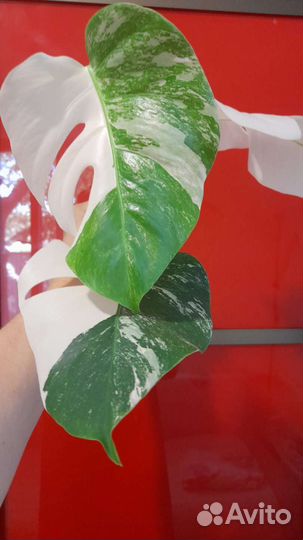Монстера альба
