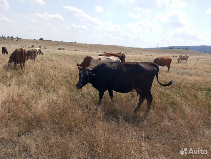 Коровы дойные молочные