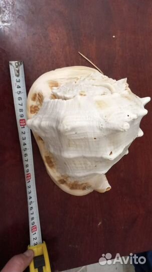 Ракушка морская большая