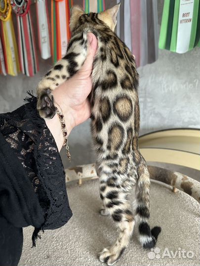 Бенгальские котята