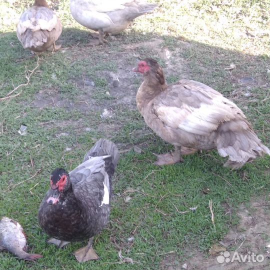 Мускусные утки