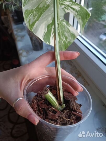 Монстера вариегатная Альба