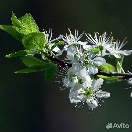 Терновник, терн, Слива колючая, Prunus spinosa. Се