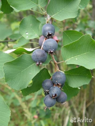 Ирга саженцы