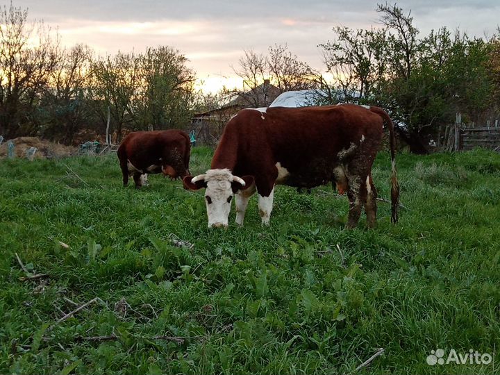 Продаются коровы