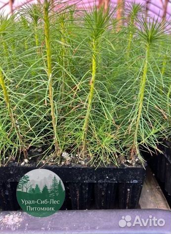 Сосна зкс окс сеянцы Ель Лиственница Голуб Горная