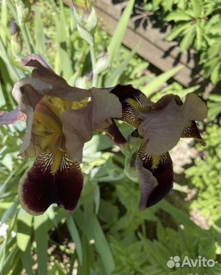 Гортензия Аннабель/ ирисы и др