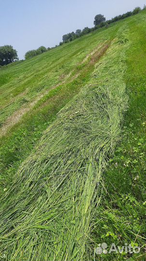Сено луговое этого года