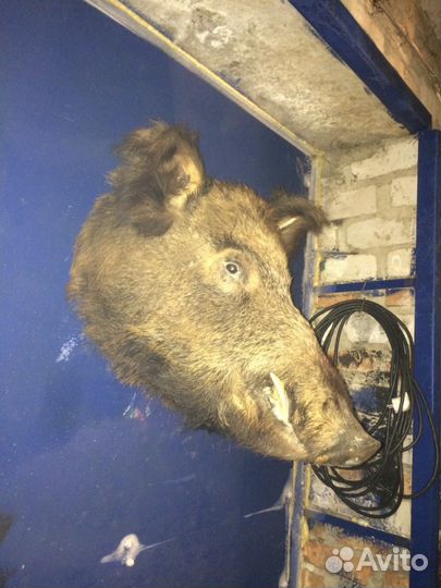 Чучело Кабана