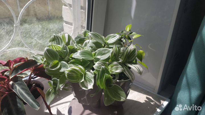 Традесканция зебрина