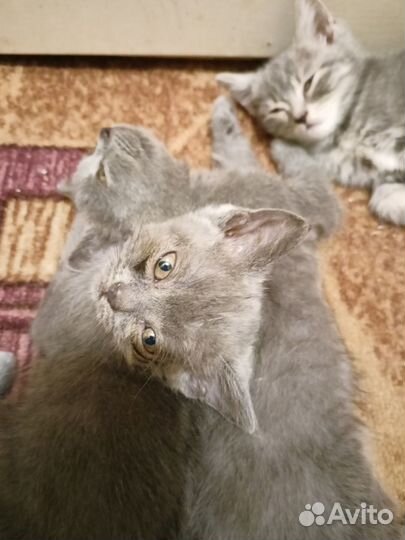 Шотландские котята