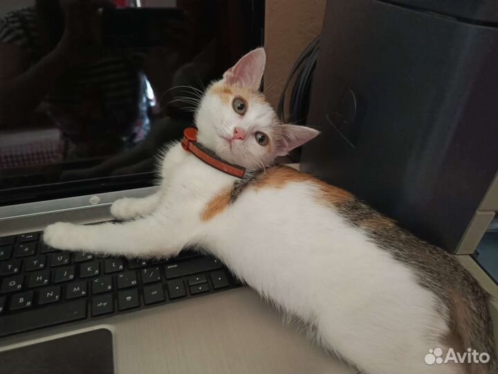 Котенок трехцветный