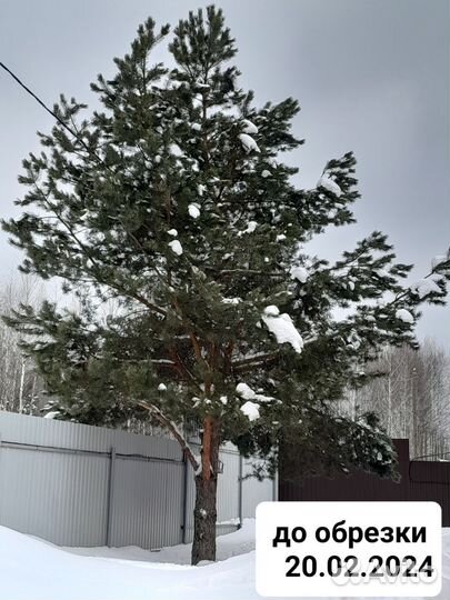 Обрезка плодовых деревьев и хвойных деревьев