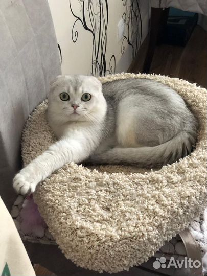 Шотландский вислоухий кот