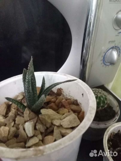 Кактус