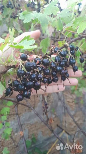 Смородина ешта