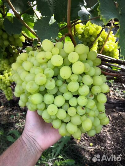 Черенки винограда