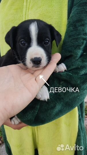 Щенки Кане Корсо
